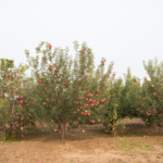 fruit trees