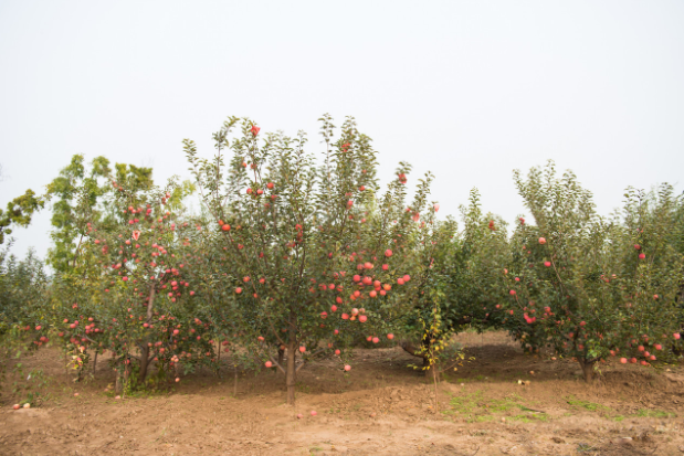 fruit trees